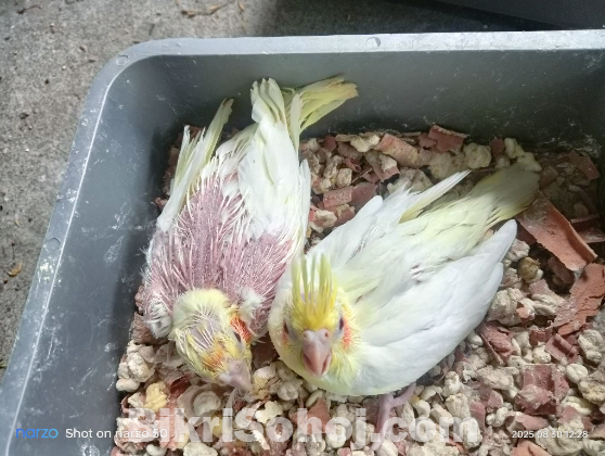 Lutino Cockatiel Baby